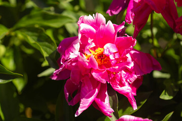 dark pink peony flower on a background of green spring mist