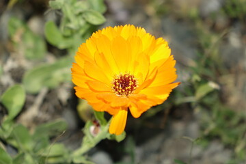 Orange Calendula officinalis (pot marigold, common marigold, ruddles) blossom, focus on center in spring (horizontal), Hildesheim, Lower Saxony, Germany