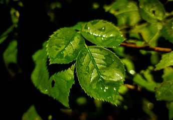 Fototapeta na wymiar Wet Leaves