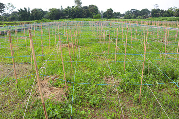 vegetable farm with bamboo and nylon yarn