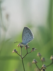 butterfly on leaf