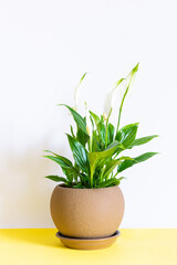 Green potted spathiphyllum flower on white and yellow background with copy space for your design. Home gardening concept.