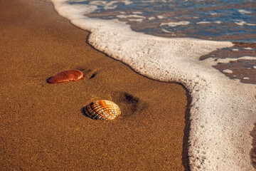 seashell on the sandy beach