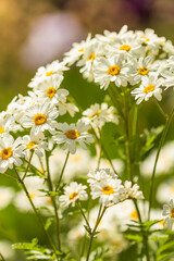 Fototapeta premium white chamomile flowers in summer