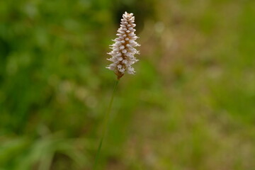 Bistorta officinalis Delarbre subsp. japonica in full blooming
