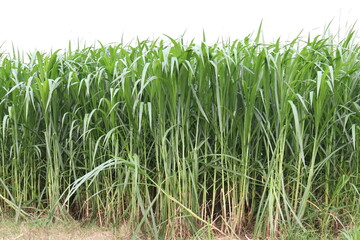 Fototapeta premium grass farm for animal food
