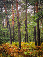 Hiking trail around Pond of Montperche, close to castel of Chambord, at Neuvy in Sologne, Loir-et-Cher, France. close to castel of Chambord