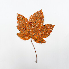 Close up of Norway maple leave full of fungi Sawadaea species