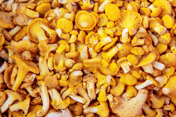 Chanterelle mushrooms. Just collected and sorted. Not washed. A lot. Background