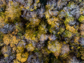 Aerial top view of Autumn deciduous forest, yellow and colorful background