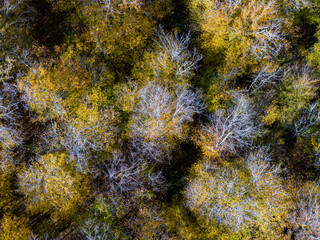 Aerial top view of Autumn deciduous forest, yellow and colorful background