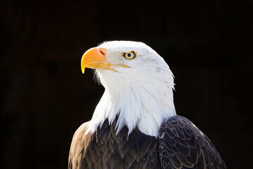 Portrait of a bald eagle with black background. Contrast-rich picture. Close-up of eagle. Large bird of prey. Haliaeetus leucocephalus