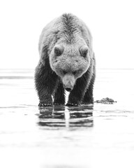 Hi Key Coastal Brown Bear