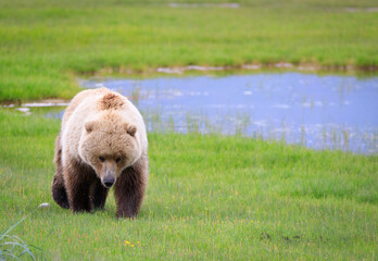Coastal Brown Bear Walking in Grass