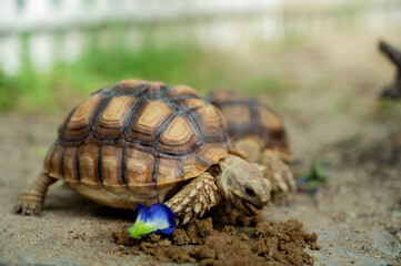 Sucata tortoise on the ground