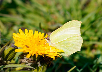 A brimstone butterfly sits on a yellow dandelion blossom and collects nectar. Green grass in the background. Butterfly with yellow wings.