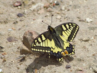 Mariposa Papilio macaon