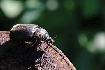 bug on a leaf