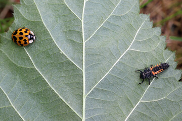An orange ladybug with 19 spots and a ladybug larva sit on a leaf. Two small aphids are between...