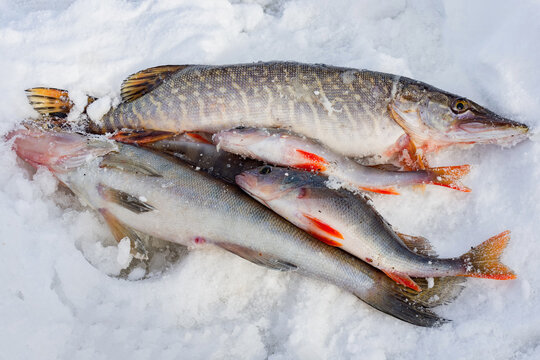 Winter fishing on the ice of a reservoir, caught fish close-up.