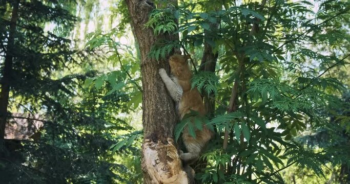 Funny ginger cat climbed on green tree in summer park. Playful cat scratching and sharpening claws on forest tree. Happy pet in nature. Domestic animal outdoors. Sunny, green lush foliage in spring