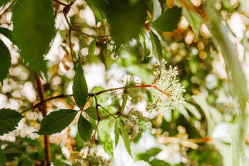 Fresh Green grapes vine on bokeh background
