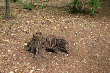 baumstumpf