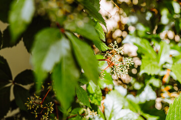 Fresh Green grapes vine on bokeh background
