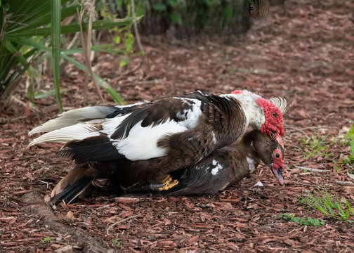 Male and female muscovy ducks with brown and white feathers and red face markings are mating on brown mulched ground.