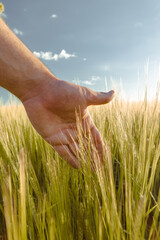 Hand touching wheat field, vertical format.
