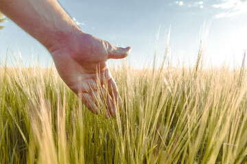 Hand touching wheat field, horizontal format.