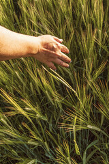 Hand touching wheat field