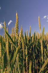 type of wheat