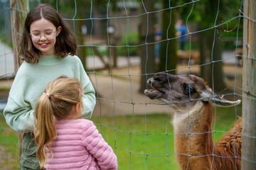 Two little girls, preschool and school sisters feeding fluffy furry alpacas lama. Happy excited...