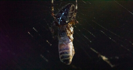 Spider eating bee with its web