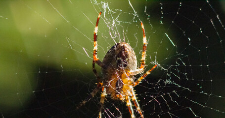 Spider on its web upside down