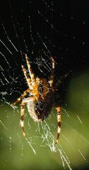 Spider on its web waiting for prey