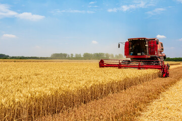 Fototapeta na wymiar Combine harvester harvests ripe wheat. agricultural scene.