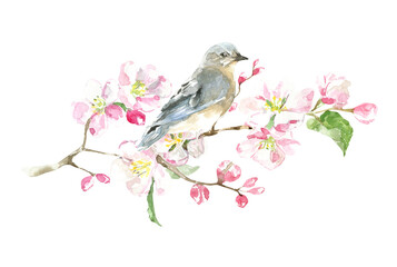 Watercolor bluebird illustration. Spring bird on ping branch.Spring cherry blossom pink sakura blossom. Nursery woodland illustration for baby shower invitation, wedding, print, greeting card, diy