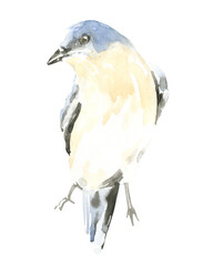 Watercolor bluebird illustration. Spring bird on ping branch.Spring cherry blossom pink sakura blossom. Nursery woodland illustration for baby shower invitation, wedding, print, greeting card, diy
