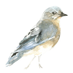 Watercolor bluebird illustration. Spring bird on ping branch.Spring cherry blossom pink sakura blossom. Nursery woodland illustration for baby shower invitation, wedding, print, greeting card, diy