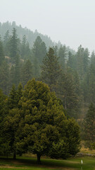 Foggy Pine tree forest with huge tree Landscape Kamloops BC Canada