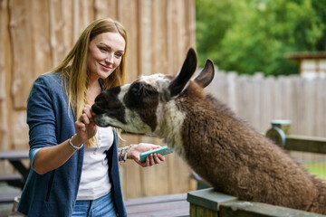 Young european woman feeding fluffy furry alpacas lama. Happy excited adult feeds guanaco in a...