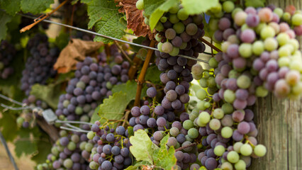 Close up green and purple grapes 