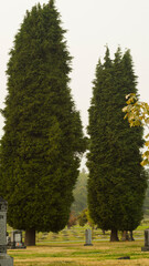 Pair of Pine trees at cementery in gray day - Vancouver 