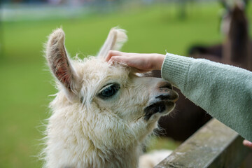 School european girl feeding fluffy furry alpacas lama. Happy excited child feeds guanaco in a wildlife park. Family leisure and activity for vacations or weekend