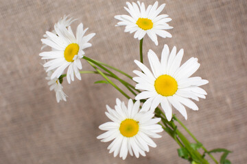 Fototapeta na wymiar summer first daisies or chamomile on the background of natural linen