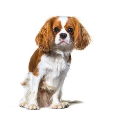Cavalier King Charles Spaniel dog sitting in front, isolated