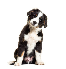 Puppy Bordernese dog. Mixedbreed Border Collie and Bernese Mountain Dog; three months old