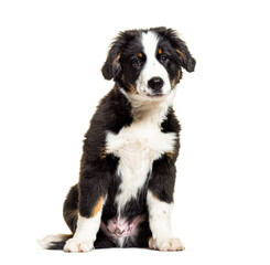 Puppy Bordernese dog. Mixedbreed Border Collie and Bernese Mountain Dog; three months old